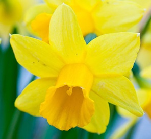 mardaffodil