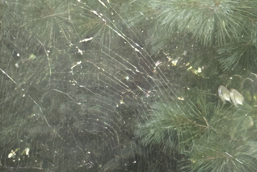 spiderweb